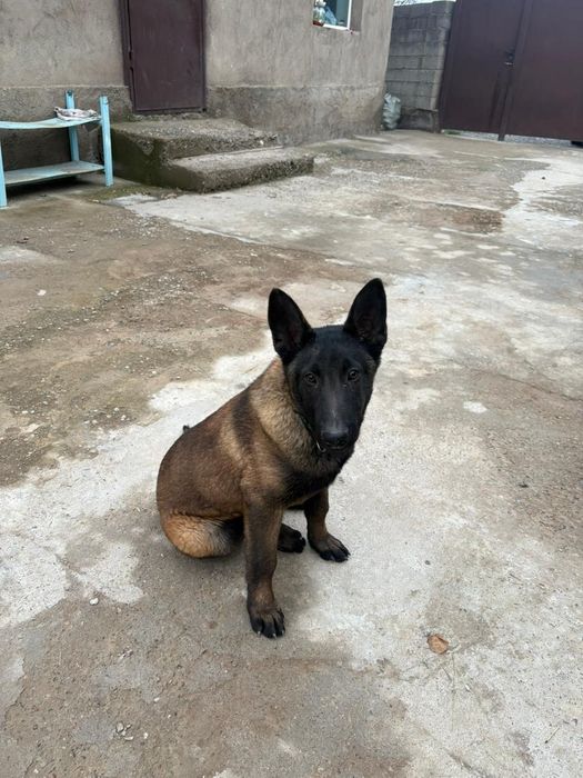 Белгиский овчарка