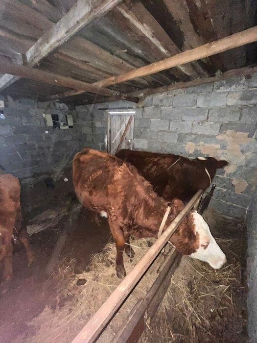 Продаю коровы  пи
