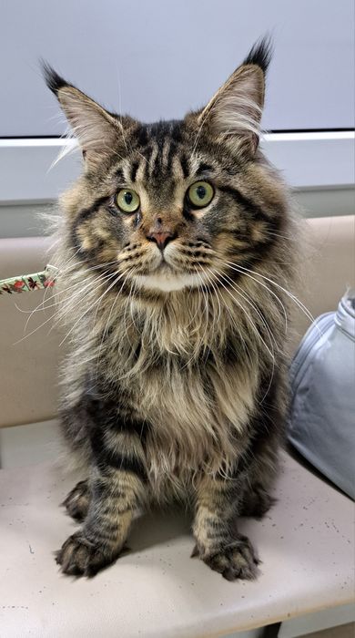 Вязка. Порода Мейн Кун