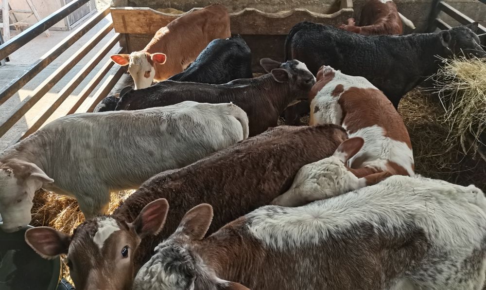 Vand vitei întercati