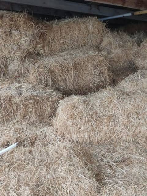 Дала шөбі, пресс сатылады