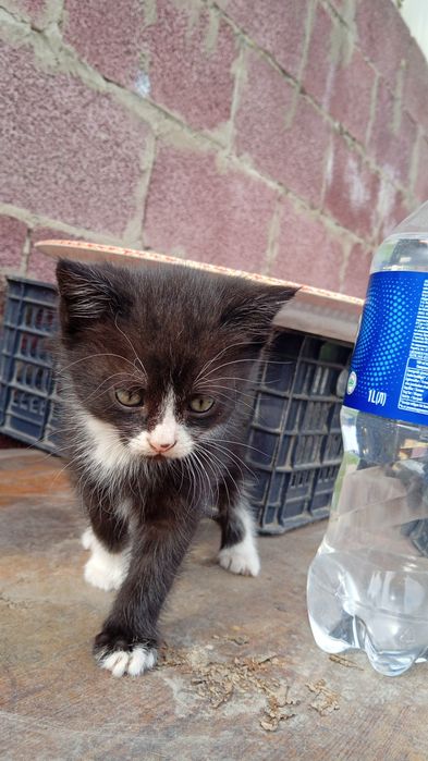 Отдам котят в хорошие руки.