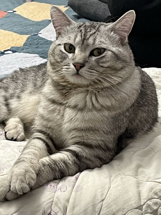 Отдам кота в добрые руки