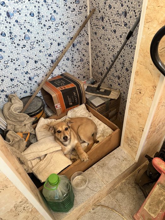 Собака в хорошие руки