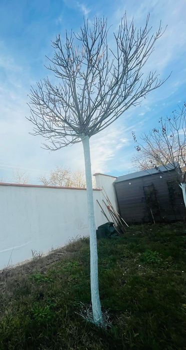 8 годишни дървета Каталпа