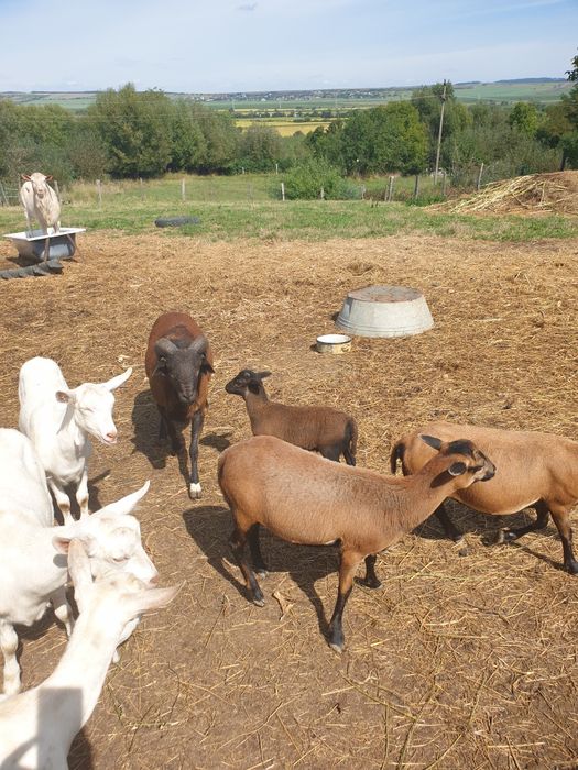 Vand  oi rasa Camerun si ieduțe Saanen