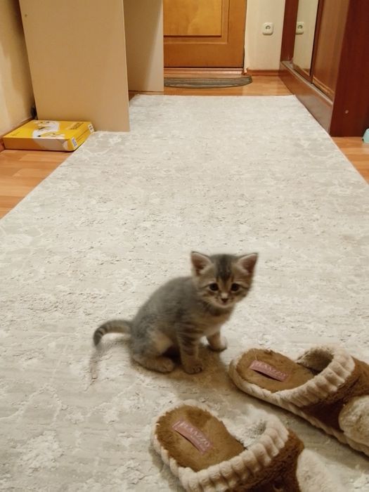 Отдам котёнка          !