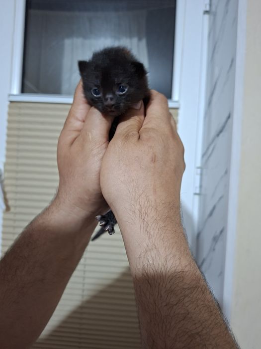 Скотиш фолд мушукчалари