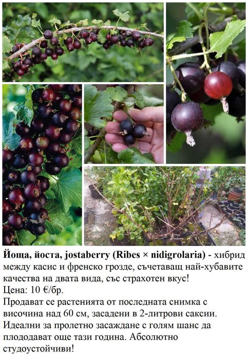 Плодни храсти в контейнери