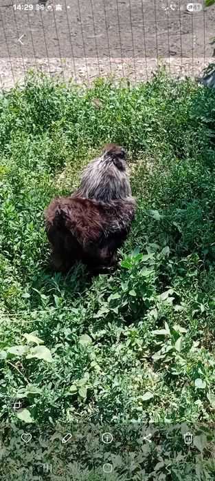 Cocoși de matase japoneză (silkie)de vanzare.