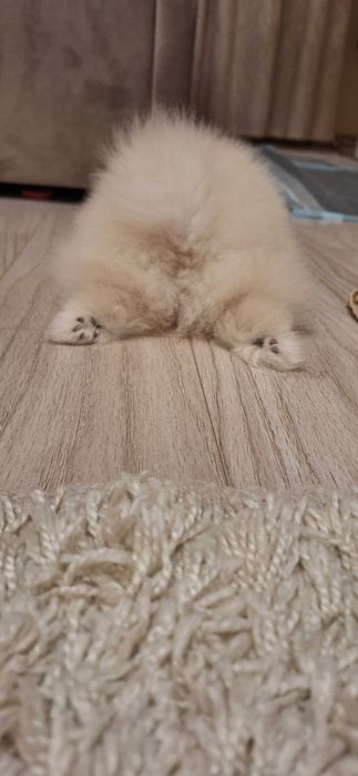 Мини бял померан