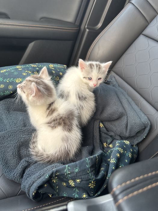 Котята девочки ищут дом