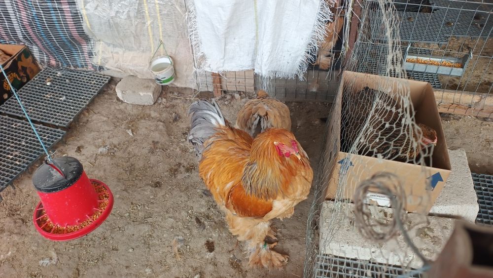 De vânzare găini brahma