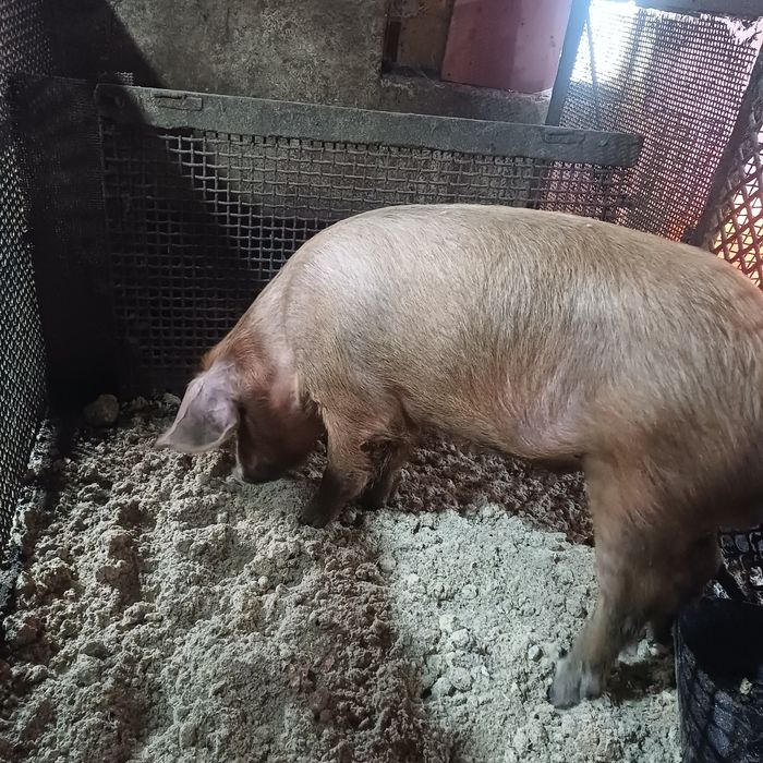 Продам кабана на племя