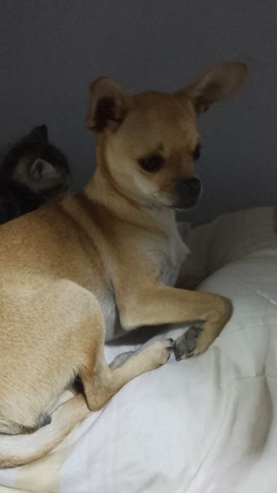 вязка чихуахуа девочка ищем кабеля