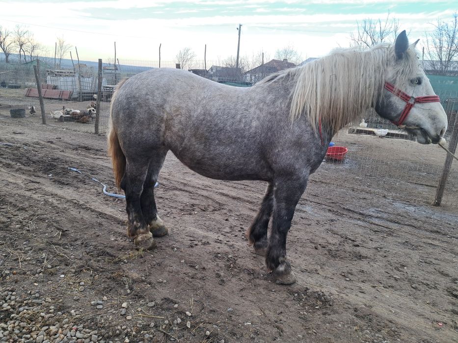 Vand iapa de 4 ani foarte buna la caruta