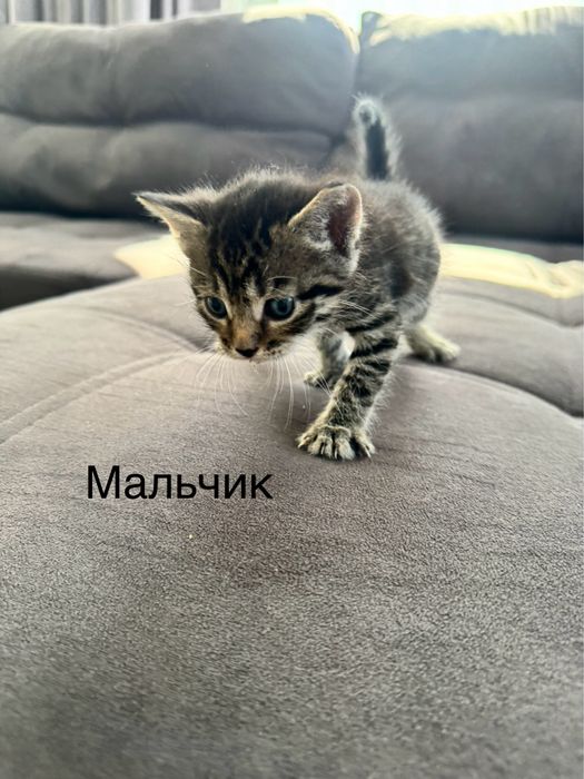 Отдам бесплатно котят