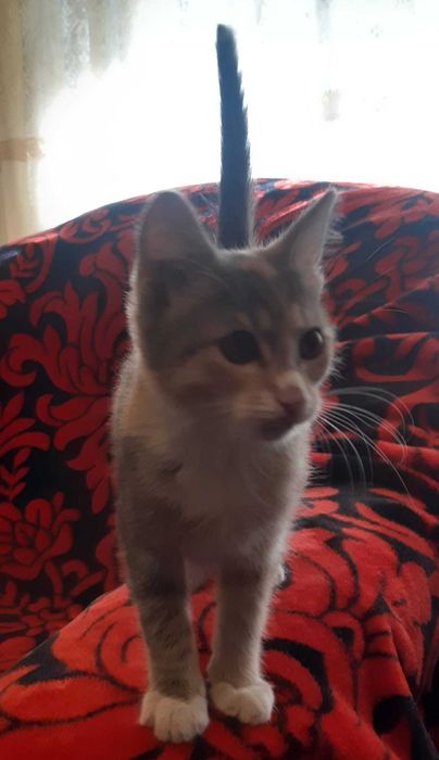 Donez pisoi pentru adoptie