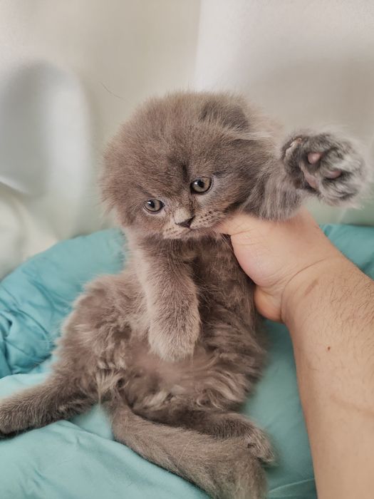 Продаются котята