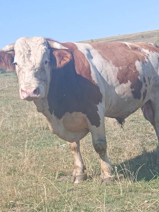 Vînd taur balțat