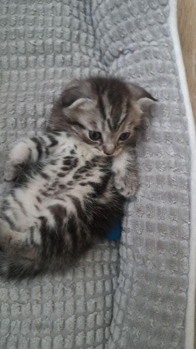Продам шотландского котенка