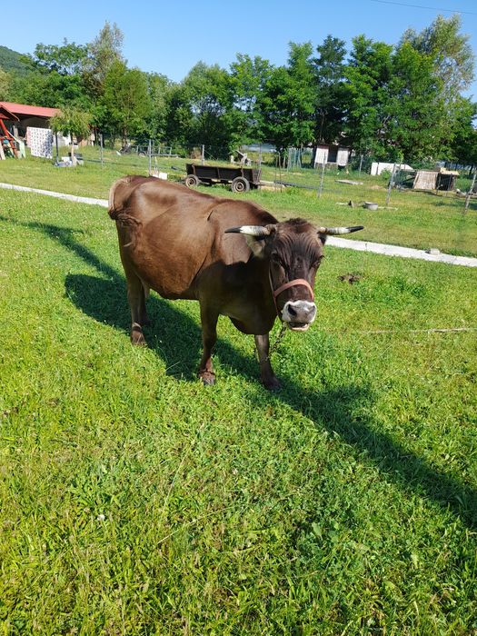 Vaca bună de lapte!
