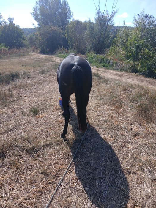 Manza de 2 ani ,foarte cuminte
