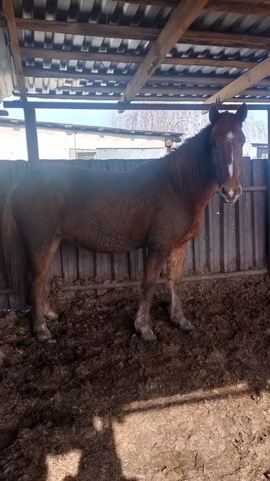 Продам кабылу жеребую