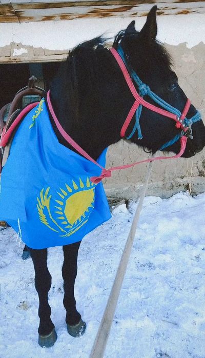 Продам жеребца 4 года