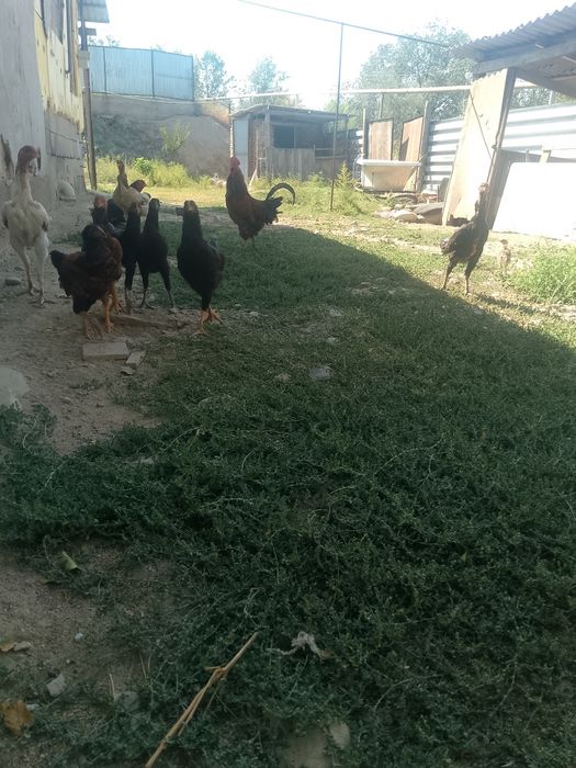 Продам цеплять дакана