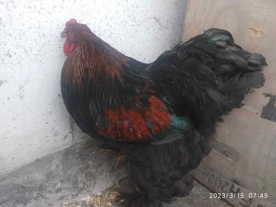 Xoroz sotiladi sotiladi