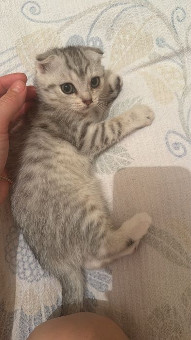 Чысты кошки шотландскы
