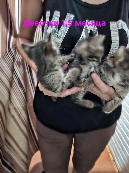 Отдам котят в добрые  руки.