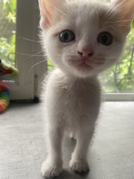 Котята 2 месячные срочно ищут дом