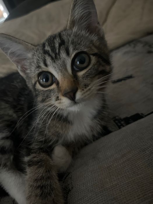 Котенок девочка 6 месяцев