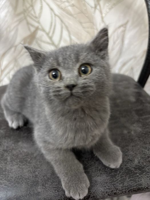 Продается котенок чистой породы, серый