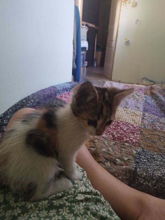 Подарявам котета
