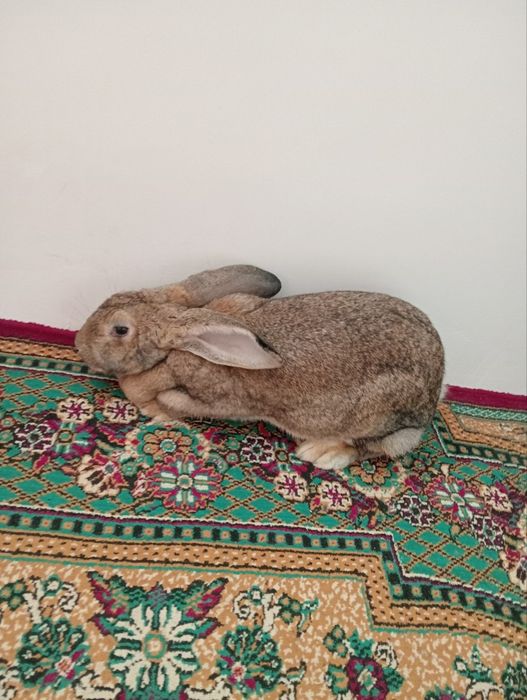 Фландер куени сотилади