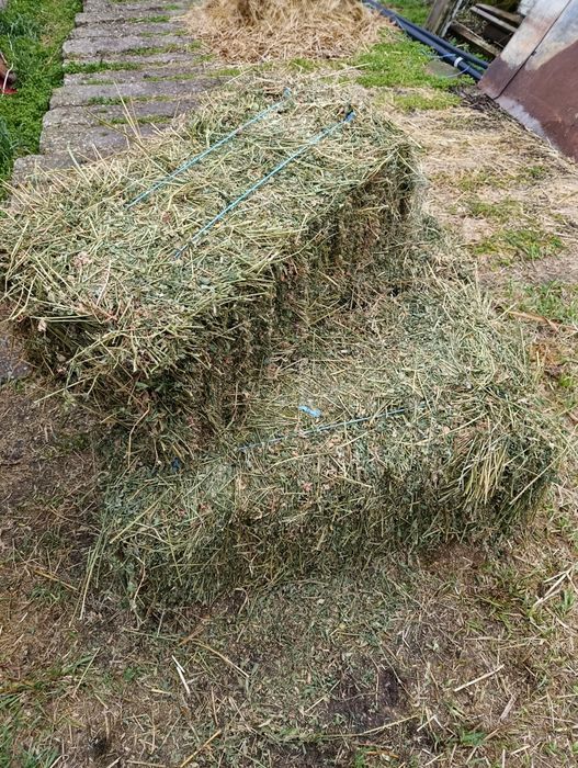 Баля люцерна   .