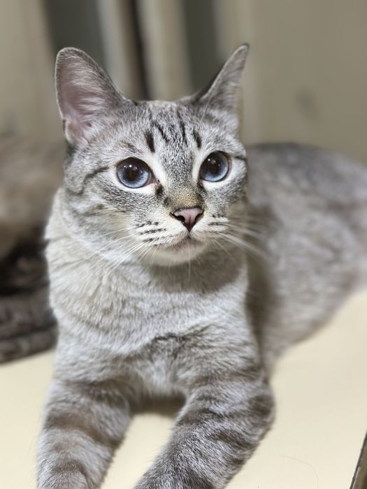 Полосатые кошки