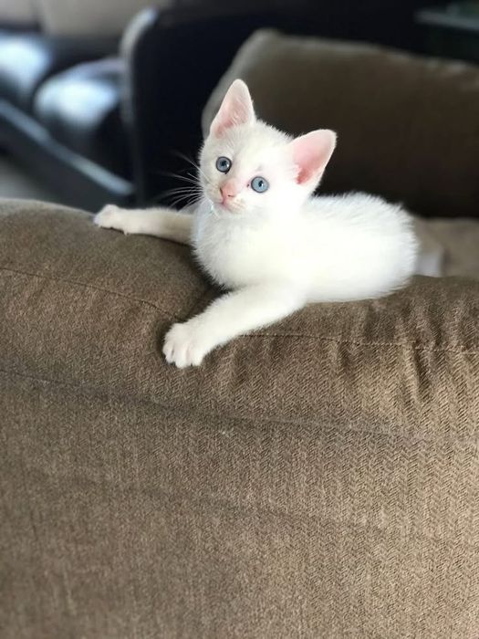 Котята Турецкая Ангора