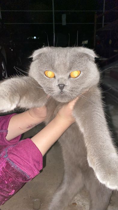 Очень умный кошка