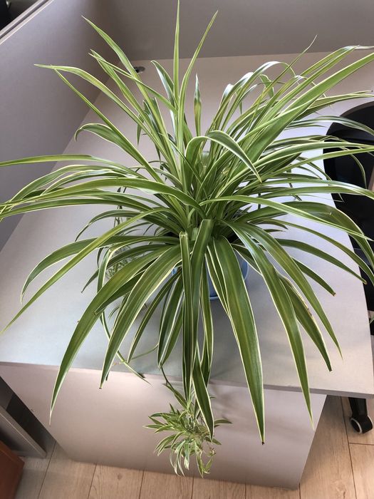 Цветы для дома и офиса