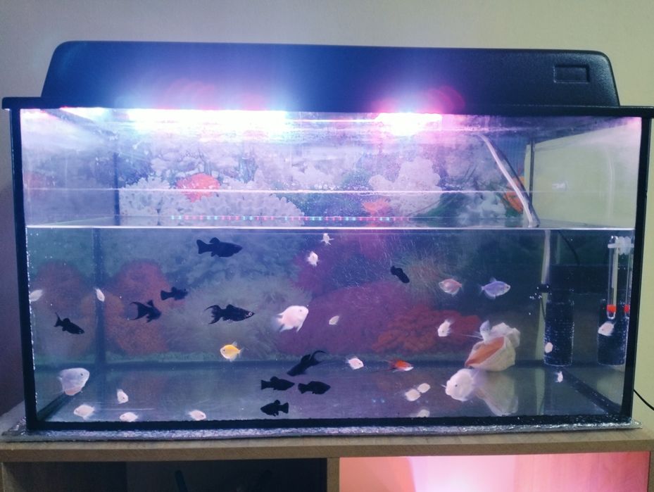 Аквариум с рыбками