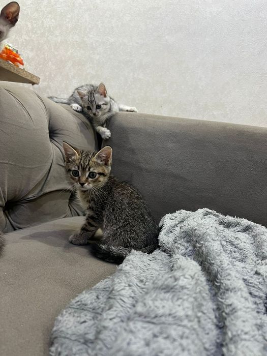 Британские короткошерстные котята