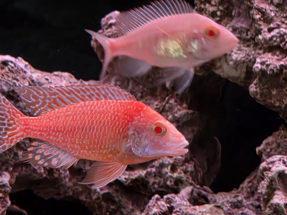 Аулонакара Красная орхидея альбино