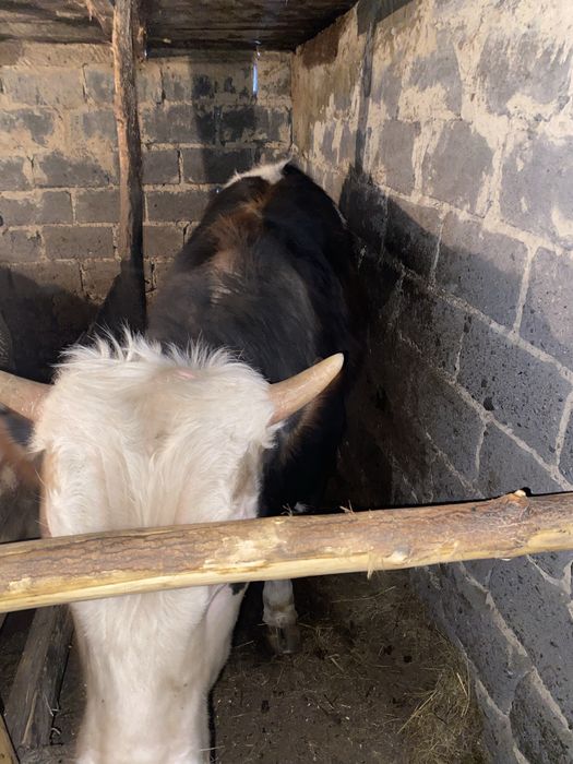 Бычок сатылады етке