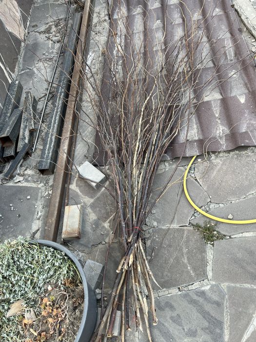 Извилистые ветки ивы, березы