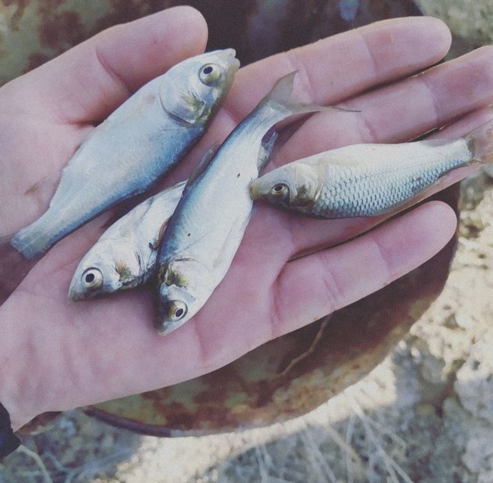 Sazan baliq tayyor boqish uchun katta koʻllarga