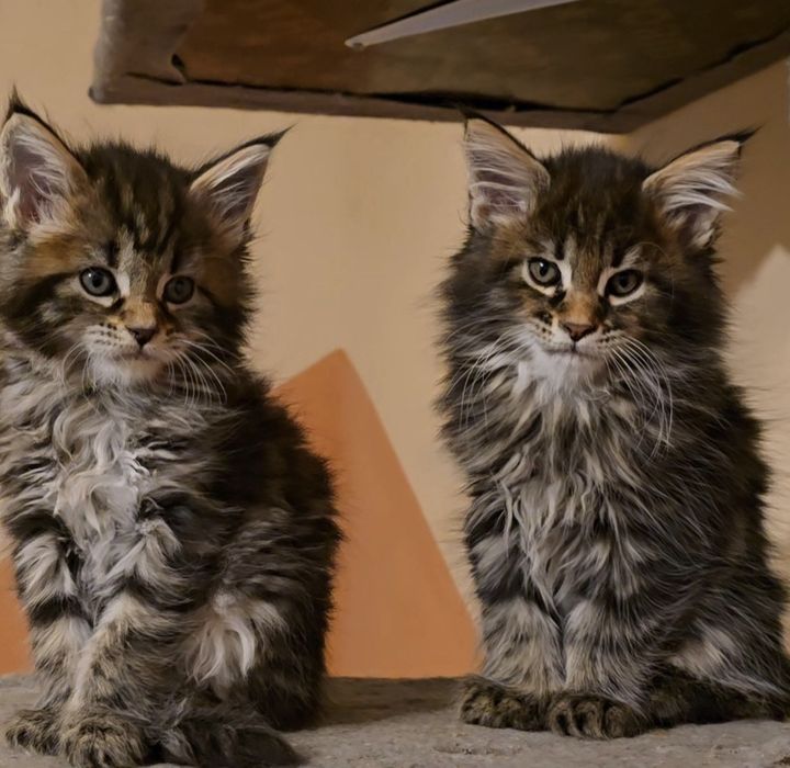 Уникални котенца мейн  куун